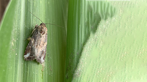 download army worm moths
