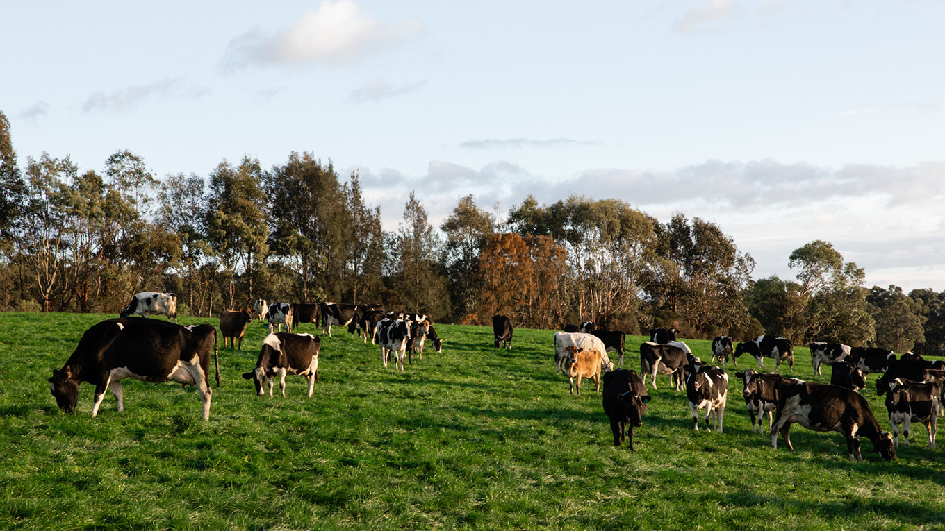 Cows on farm eating grass