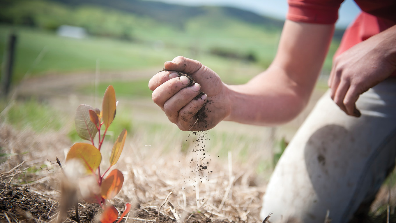 soil-quality-nutrients-effluent-dairy-australia