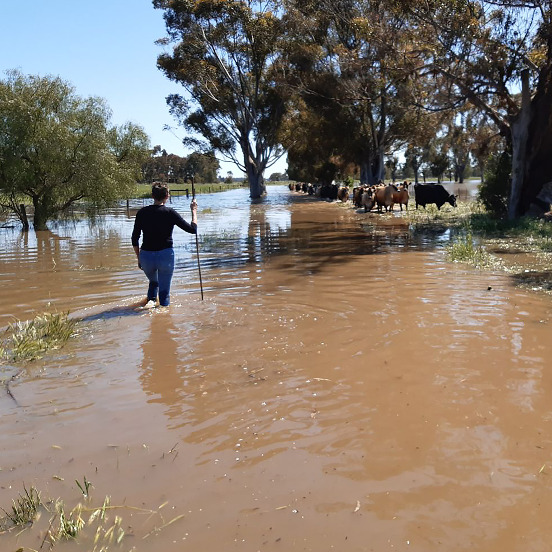 A farmer is herding cattle through shallow flood water.