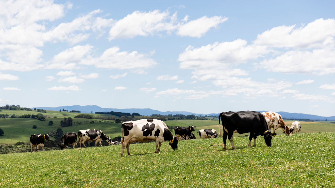 Cows grazing on lush green paddock