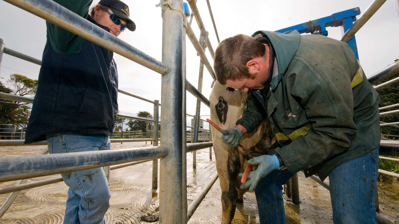 Dairy farmers using antibiotics on farm