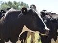 How to prevent bringing Foot-and-Mouth Disease on farm 