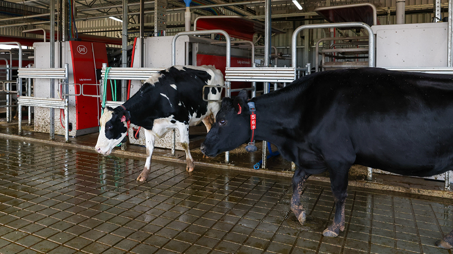 Two cows standing inside an automatic milking dairy.