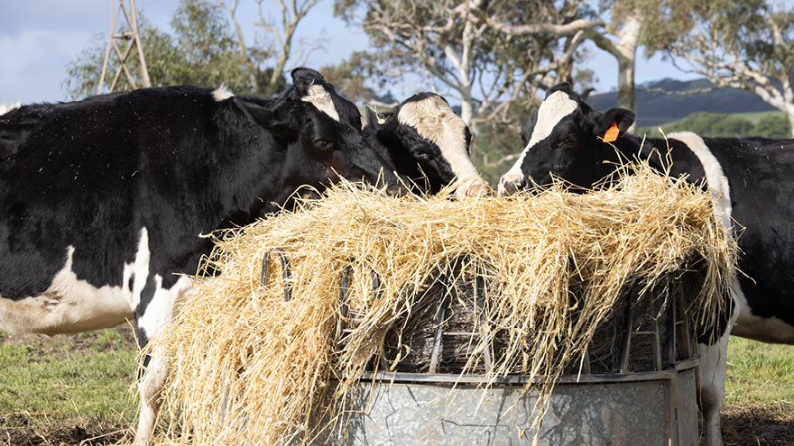 Three cows are eating from a barrel of hay.