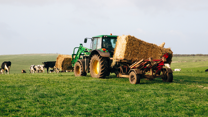 A frontload tractor is moving hay barrels in a cow paddock.