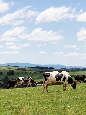 Cows grazing in lush paddock