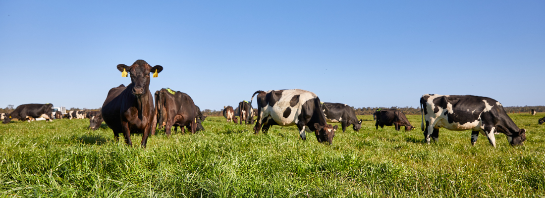 Cows grazing rye grass