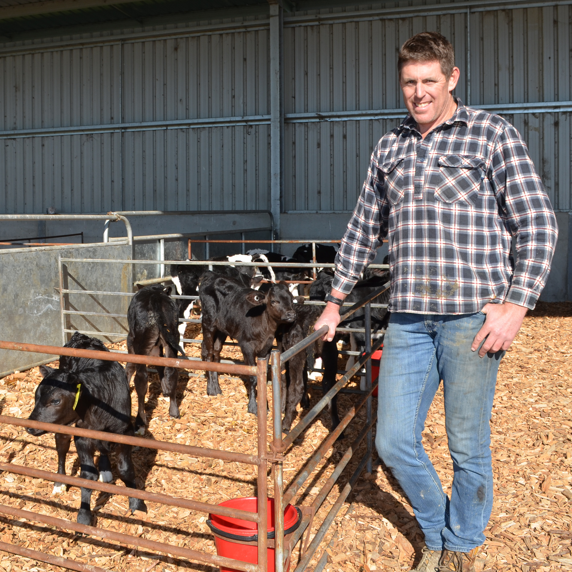 A farmer stands next to a pen with five calves.