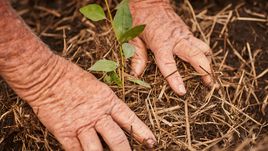 Winkled hands planting a green shoot in the ground