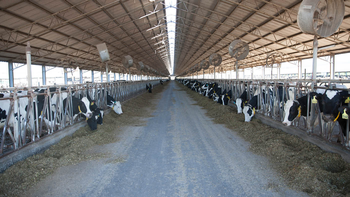 Feedpad shade structures on dairy farms | Dairy Australia