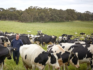 Dairy Australia | Murray Dairy