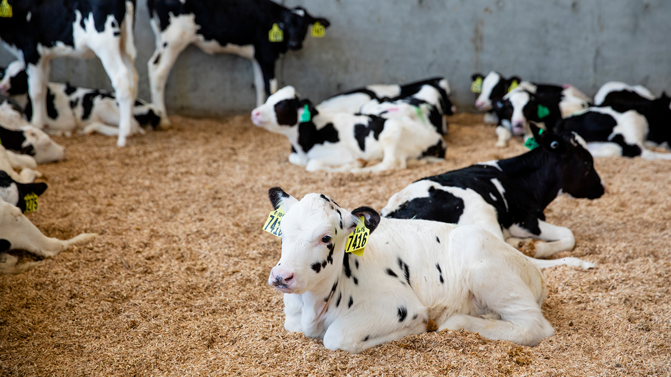 Compost Bedded Pack Structures | Dairy Australia