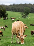 Brown cow grazing 