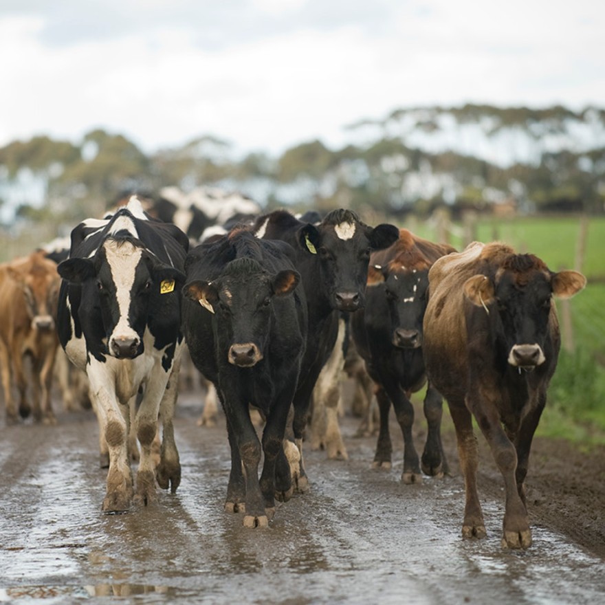 Cows on wet road