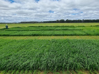 Image of a ryegrass plot trial.