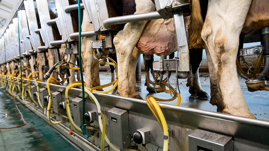 Milking | Dairy Australia