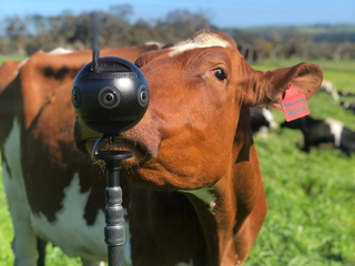 Cows interacting with virtual reality