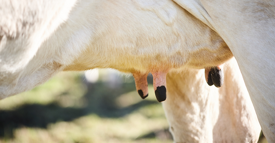 Close up photo of a dairy cow's udders.