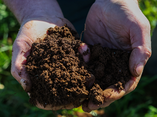 Soil, hands, hands holding soil 